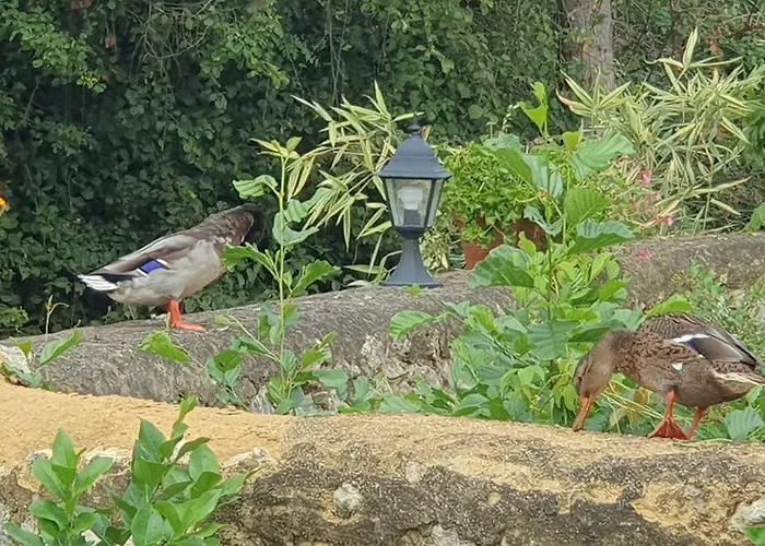 Le Moulin De Laumet Vic-Fezensac